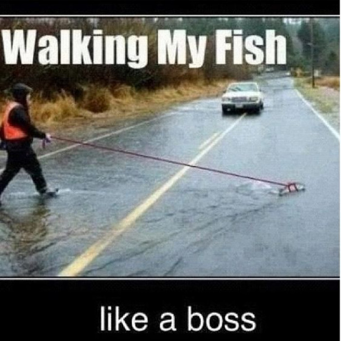 Walking My Fish Like A Boss
