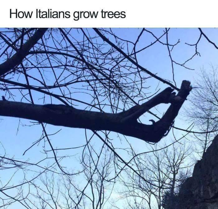 How Italians Grows Tree