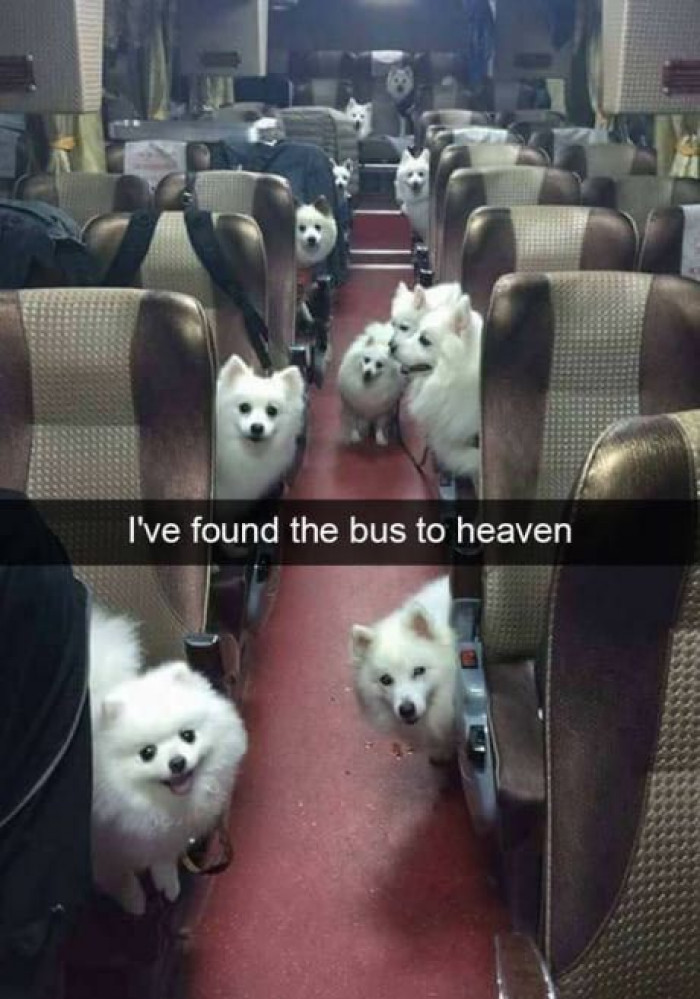 I've Found Bus Heaven