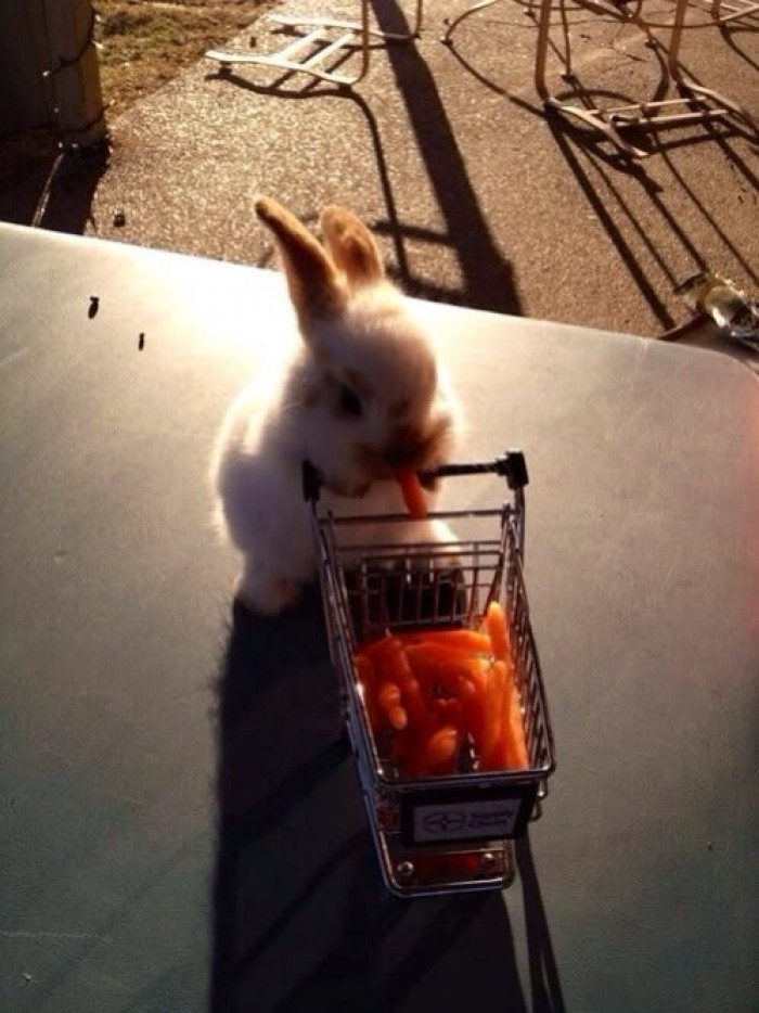 The Day When A Bunny Went To The Grocery Store
