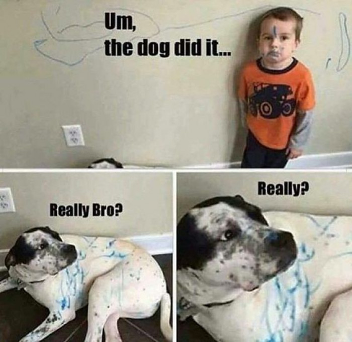 The Dog Did It