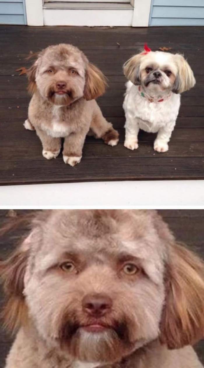 This Dog Looks Like It Has A Man's Face