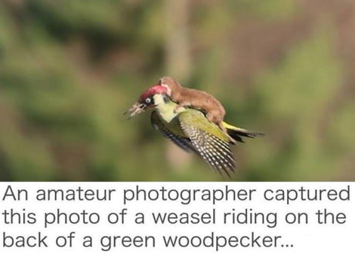 Weasel Riding A Woodpecker