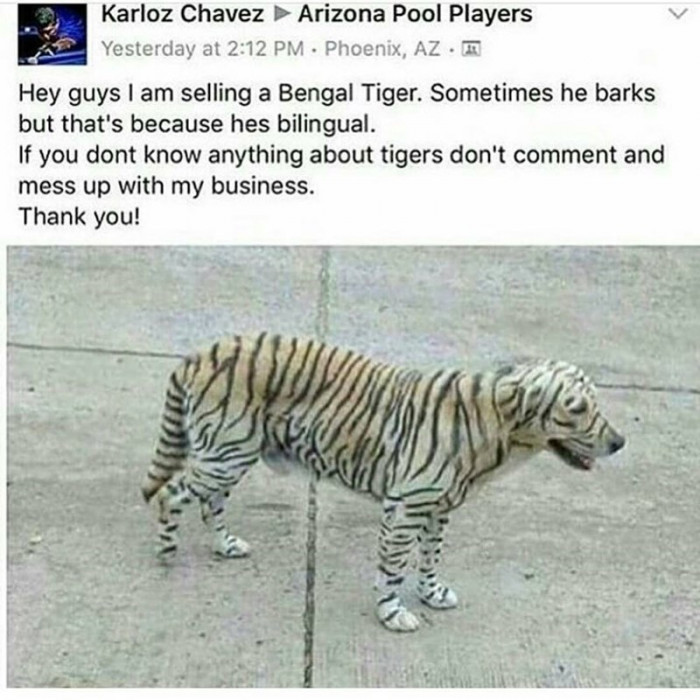 Don't Contact Me If You Know Nothing About Tigers