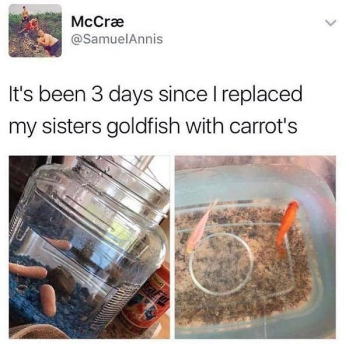 Goldfish Or Carrot