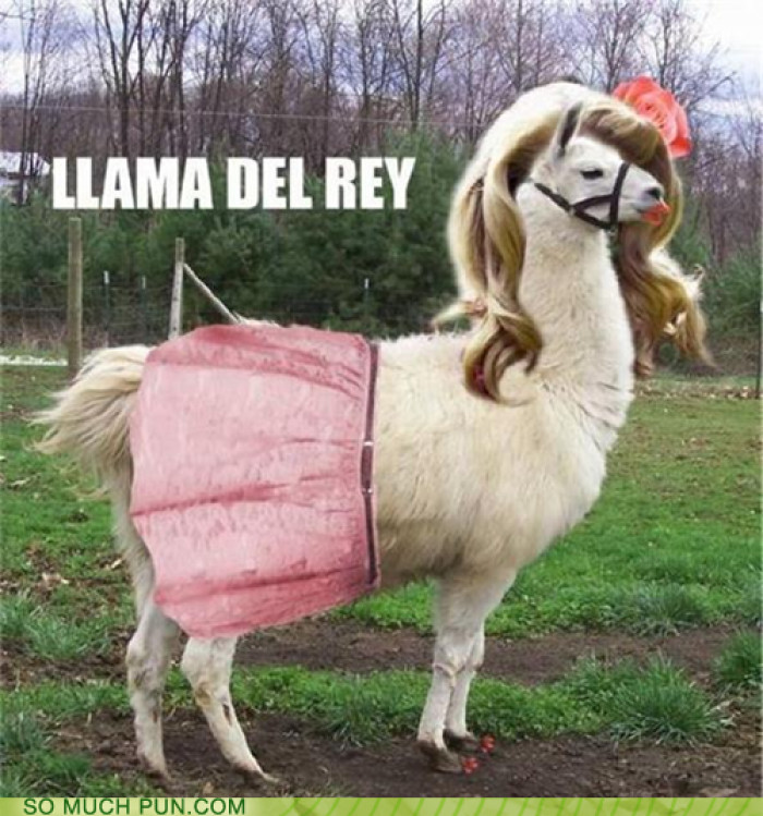 Llama Del Ray
