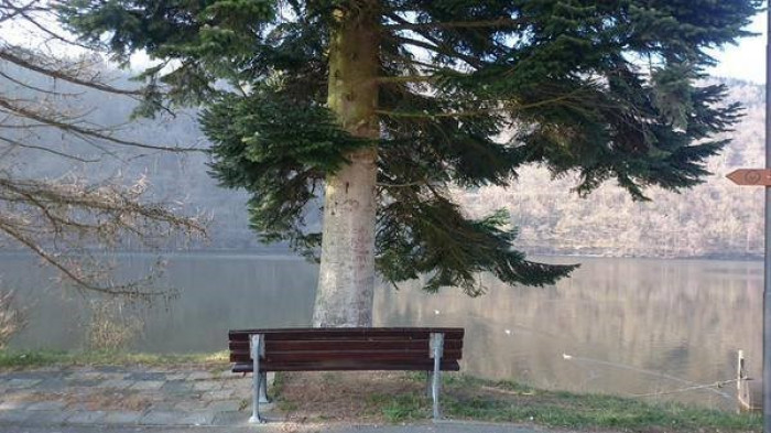 Tree On The Bench