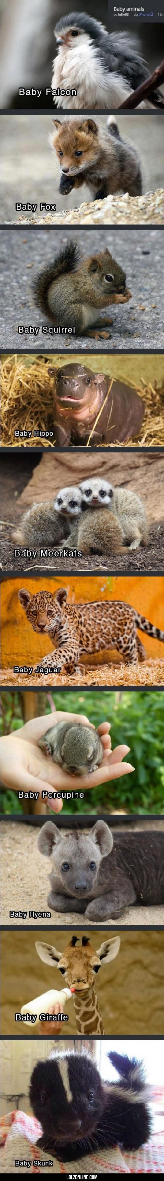 10 Baby Animals To Cheer You Up