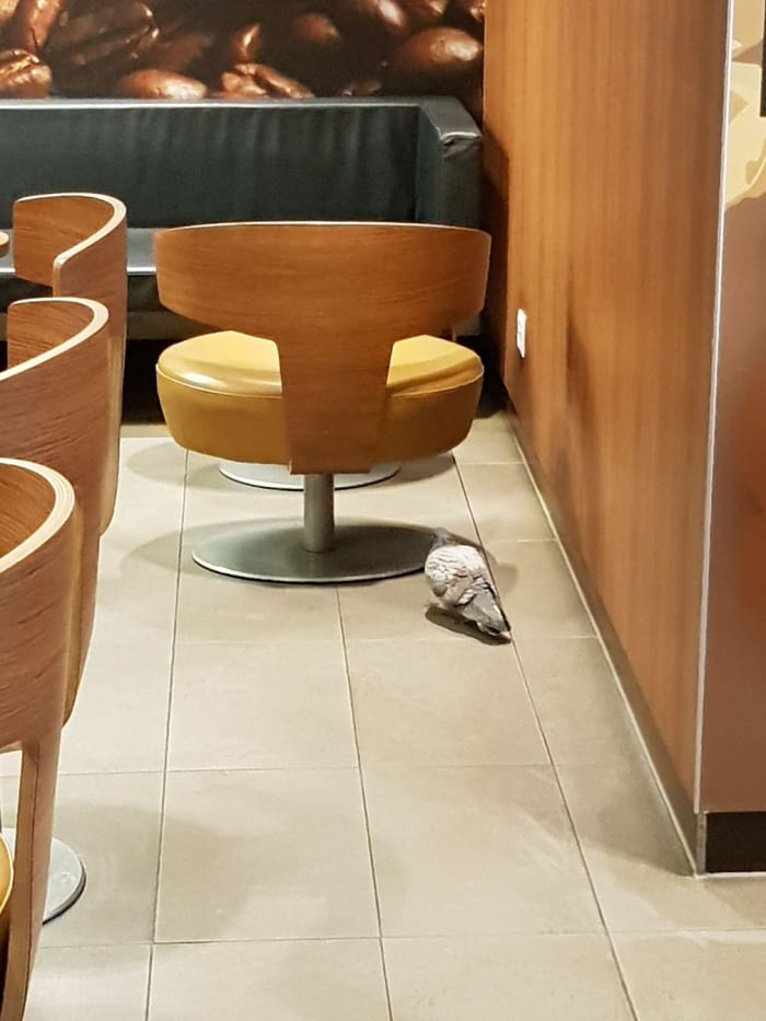 This Swiss Pigeon At Mc Donalds Doesnt Give A F***