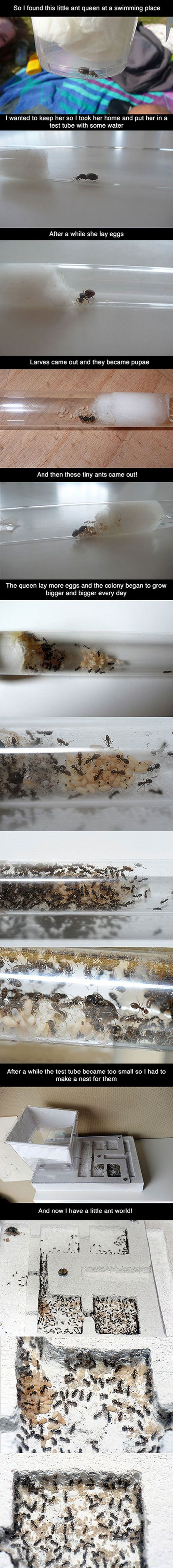 Creating Your Own Ant Army
