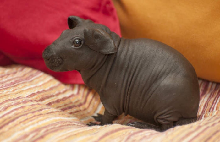 Hairless guinea pigs exist, and they look like miniature hippos