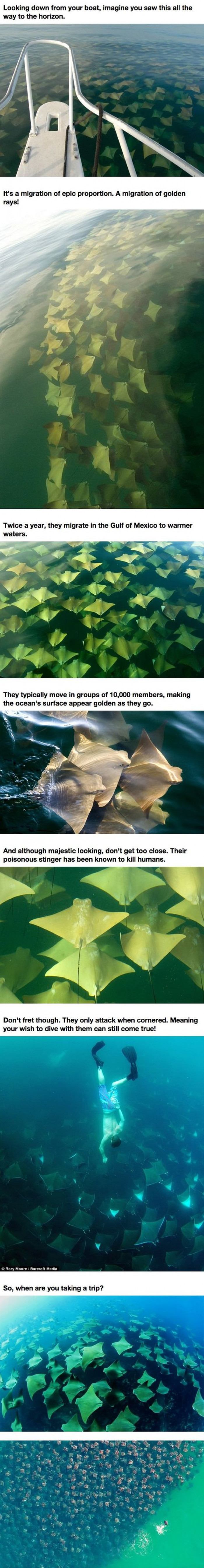 What Was Discovered Moving Through The Ocean Is Terrifying