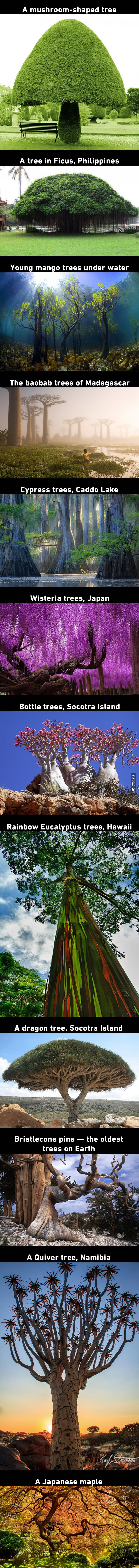 12 Beautiful Trees That You'd Thought They Grow On Pandora From Avatar