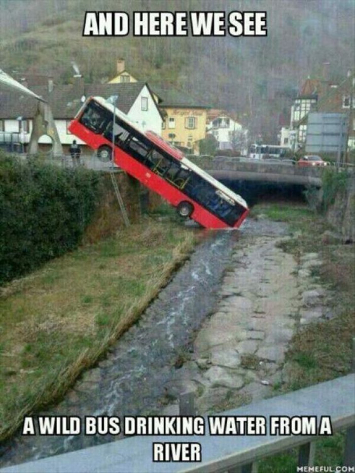 And here we see a wild bus drinking water from the river