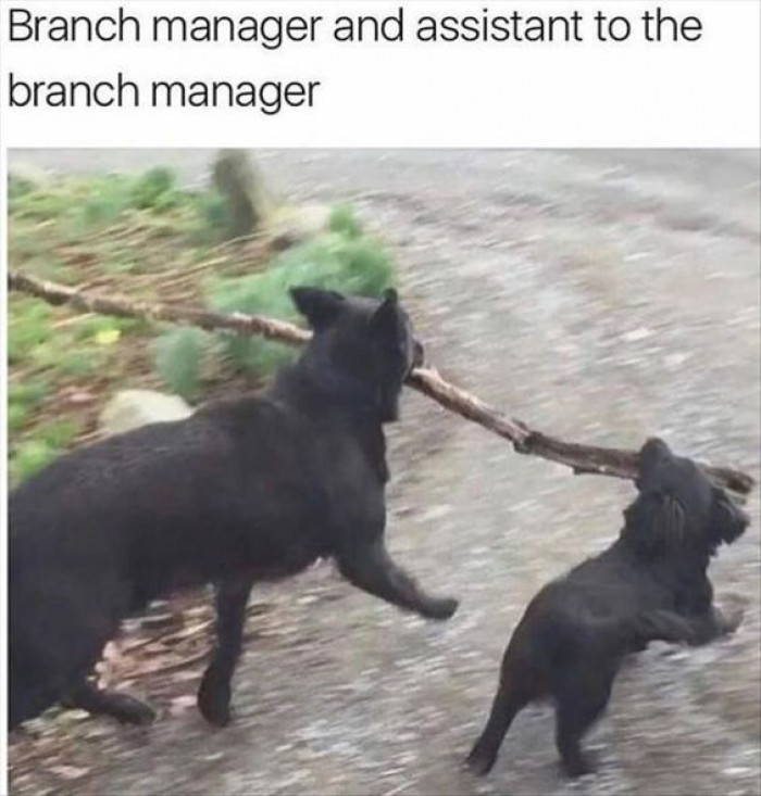 Branch Manager And His Assistant