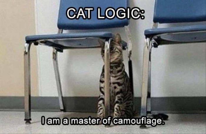 Cat Logic Is The Best