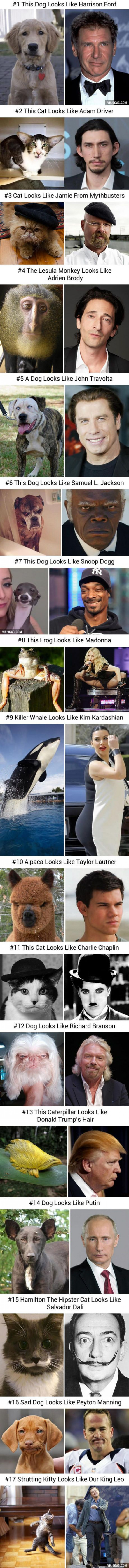 Celebrities With Animal Lookalikes. Keep Scrolling - They Get Better!