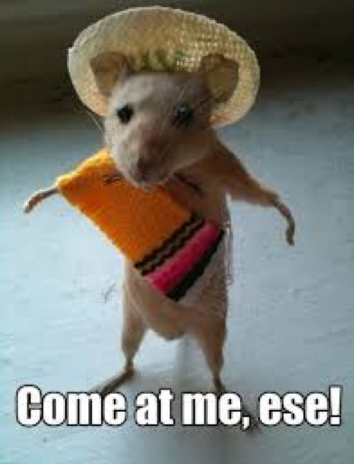 Come at me, ese!
