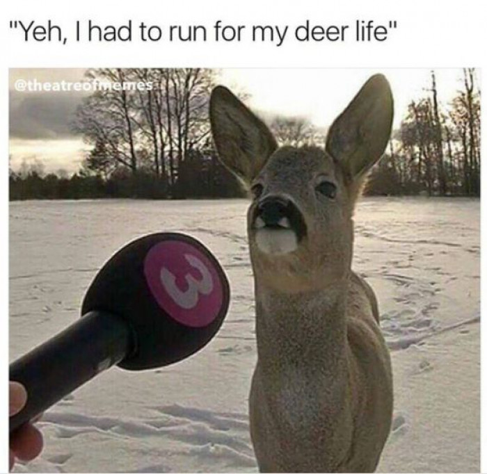 deer life