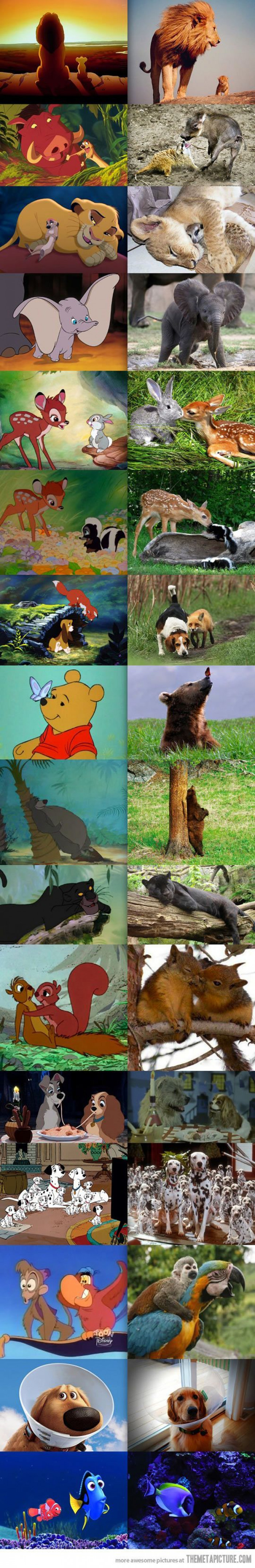 Disney Animals In Real Life