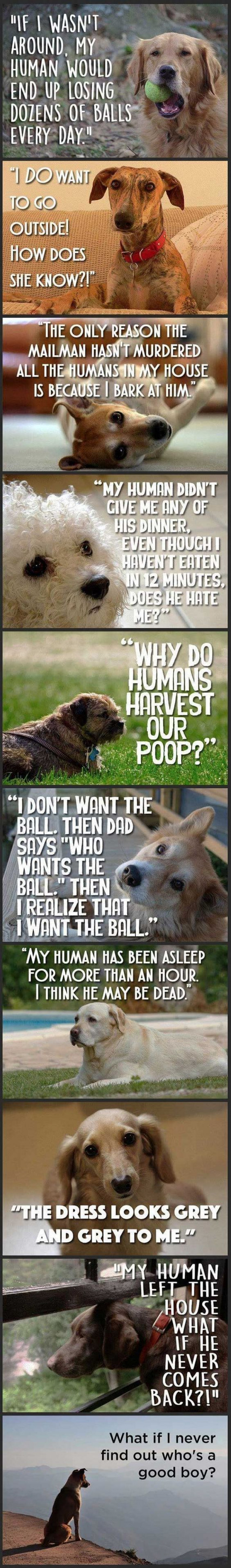 Dog Logic