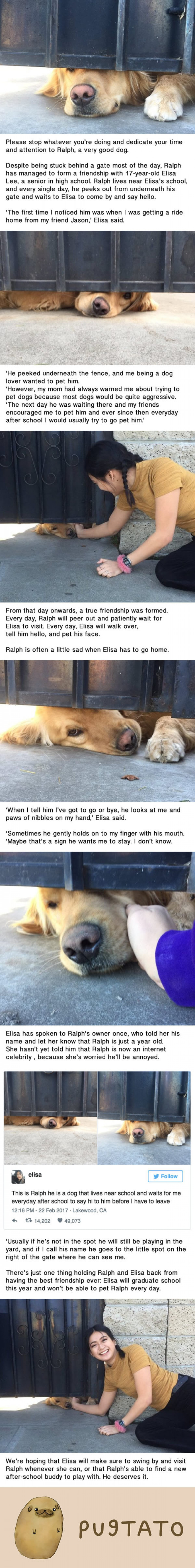 Every day Ralph the dog peeks out from under a gate to wait for his best friend to come home
