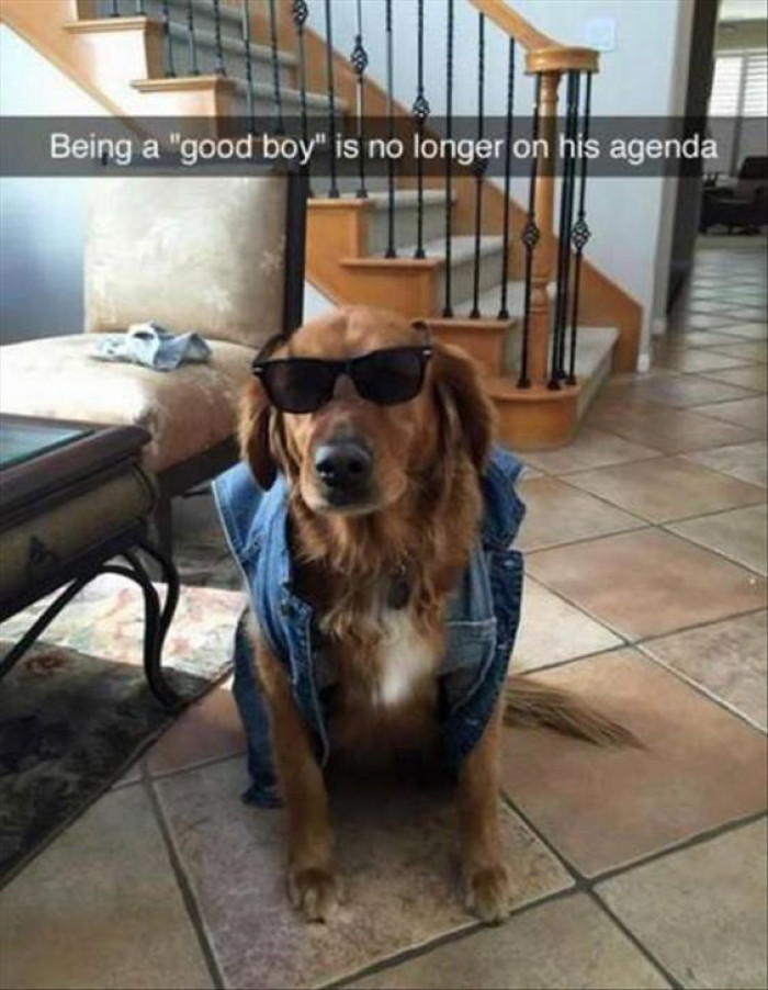 Gone Are The Good Boy Days