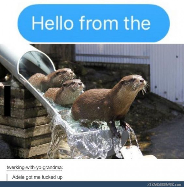 Hello From The Otter Slide
