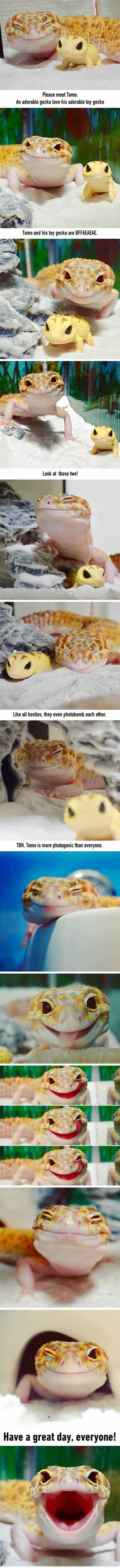 How Cute Is This Gecko And His Toy Gecko?