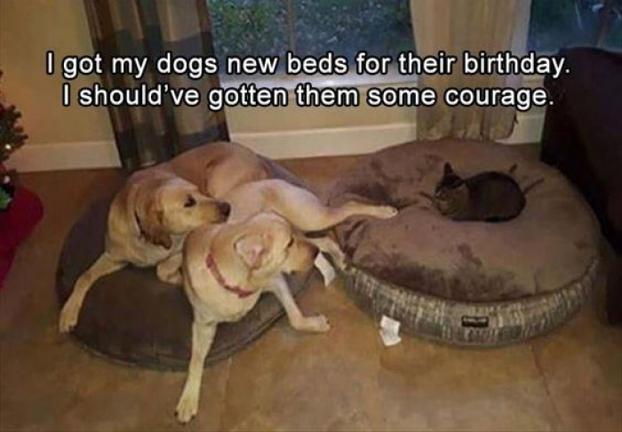 I Should Have Bought Them Some Courage...