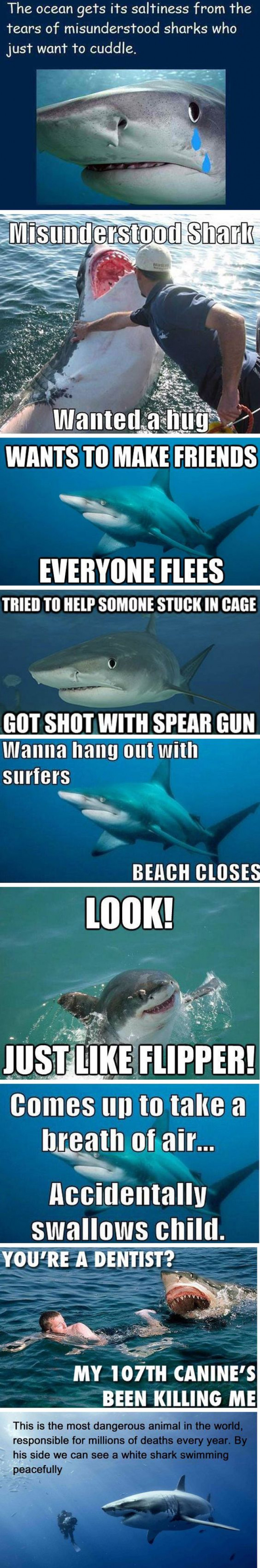 misunderstood sharks