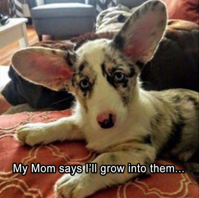 My Mom Says I'll Grow Into Them