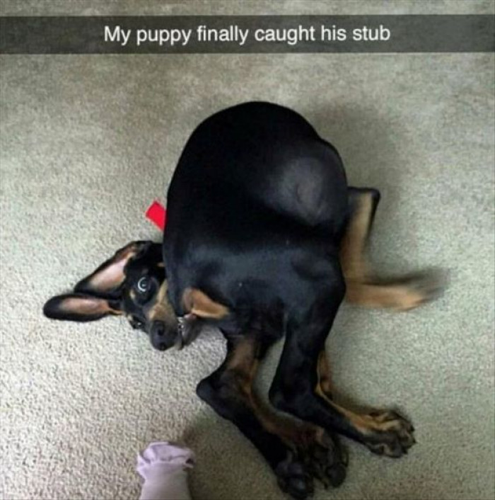 My Puppy Finally Caught His Stub...