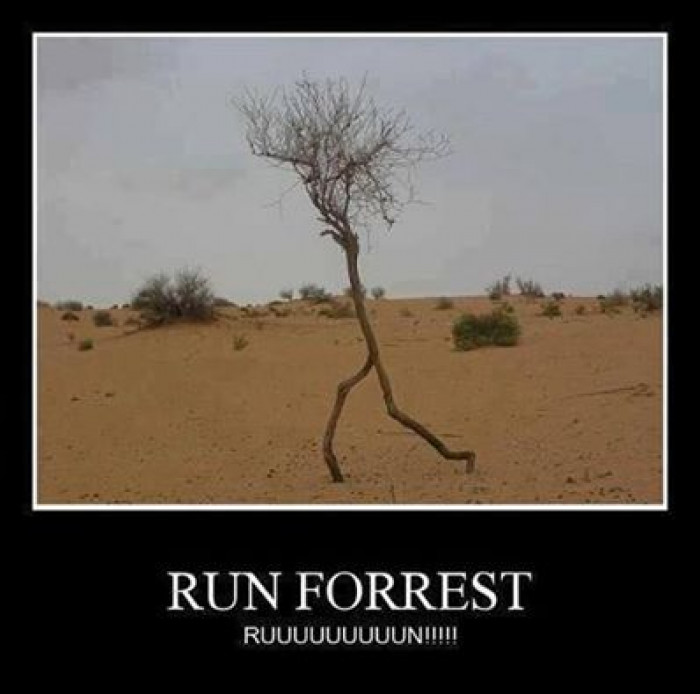 Run Forrest...