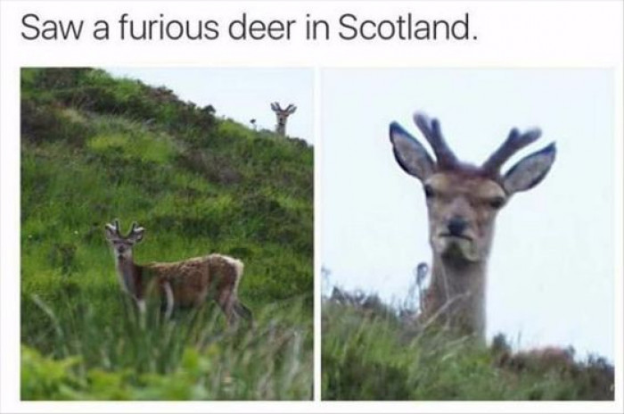 Saw a furious deer in Scotland 