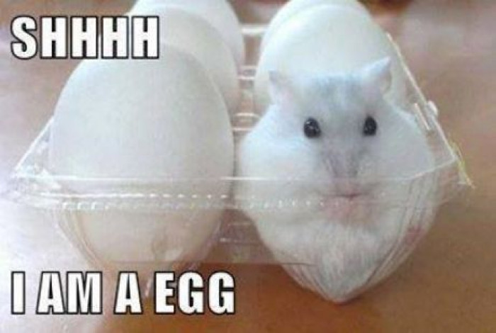 Shhh I Am An Egg