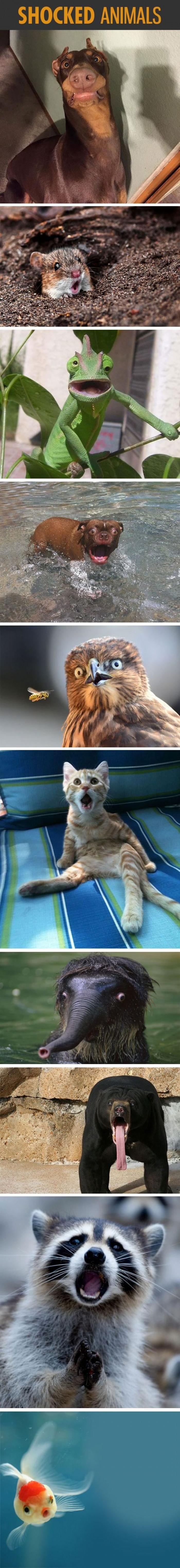 Shocked Animals. Number 8 Is Our Fav!