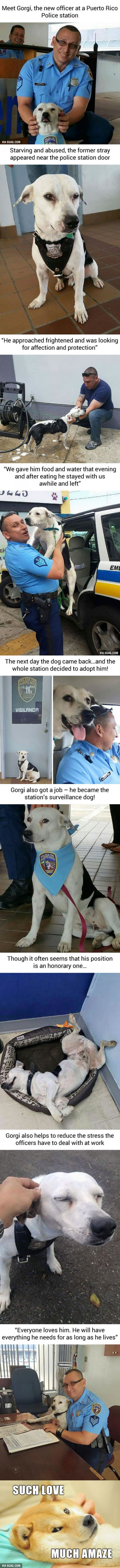 Stray Turned Police Dog