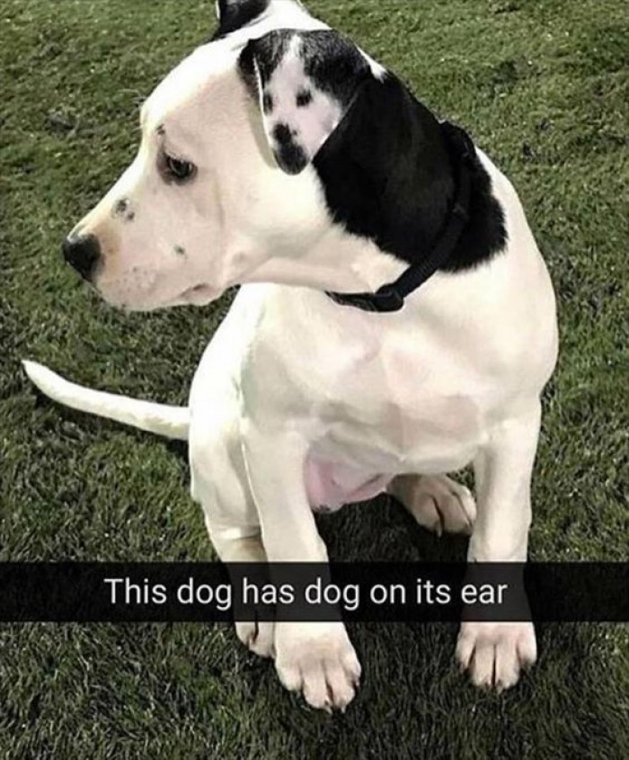 The Dog With A Dog On Its Ear