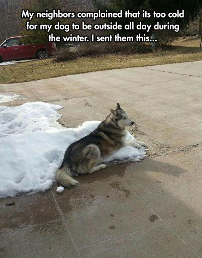 They’re Winter Dogs, People