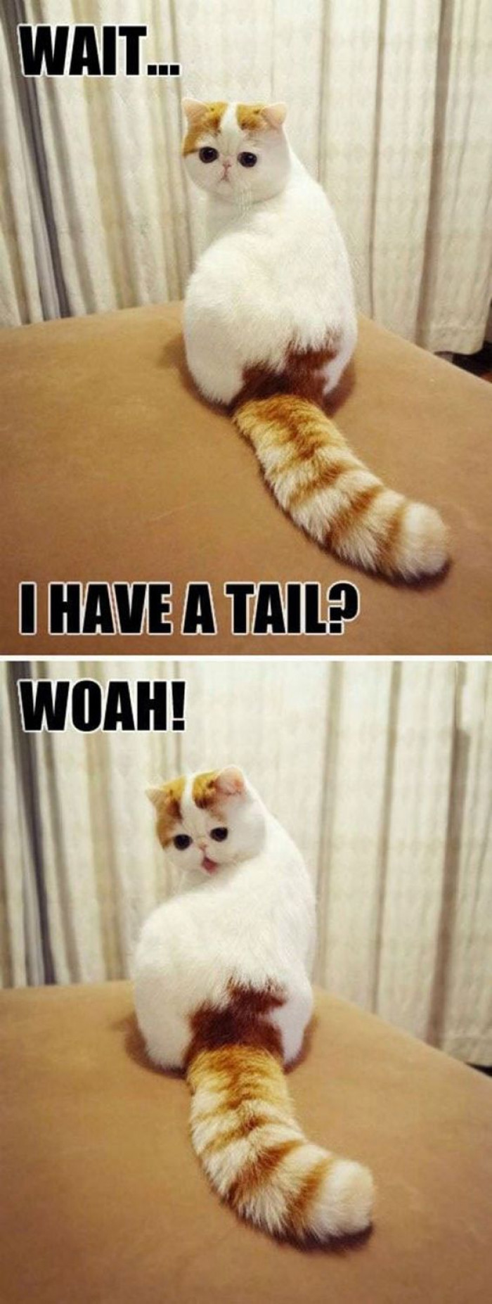 Wait... I Have A Tail?