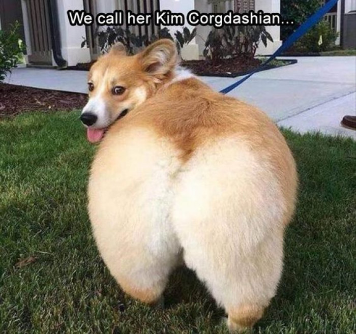 We Call Her Kim Corgdashian