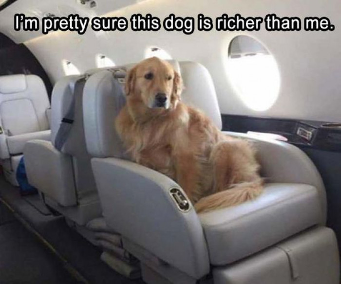 When A Dog Is Richer Than You