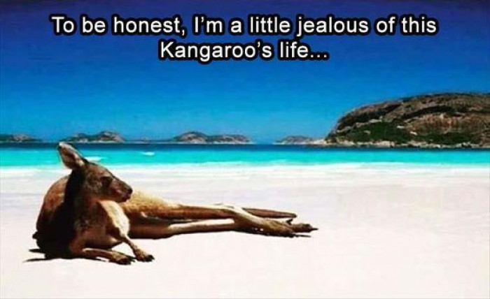 When A Kangaroo Has A Better Life Than You