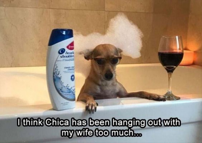 When Your Dog Hangs Out With Your Wife Too Much