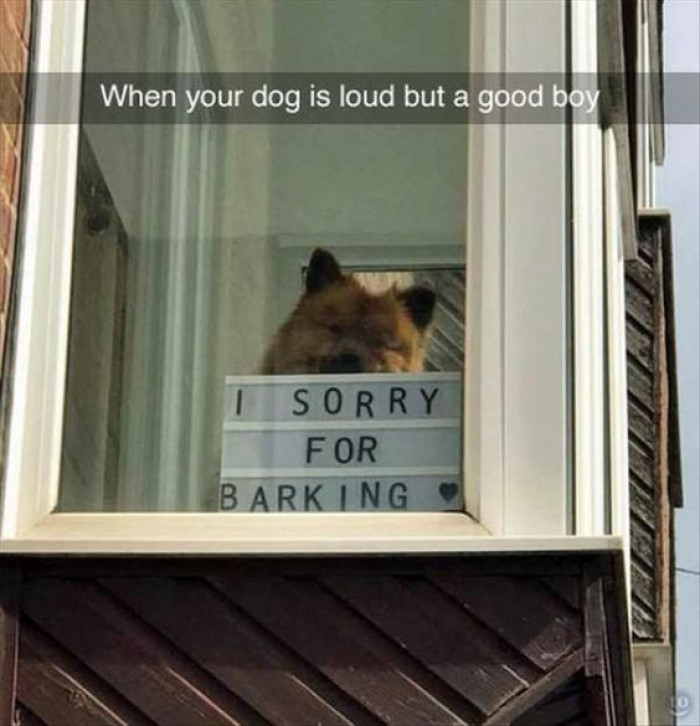 When Your Dog Is Loud But A Good Boy