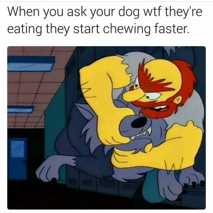 When Your Dog Starts Chewing Faster
