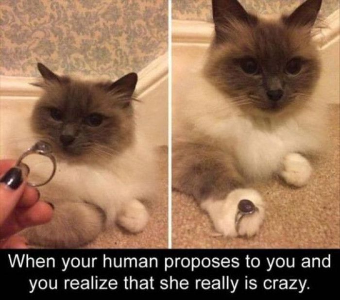 When Your Human Proposes To You..