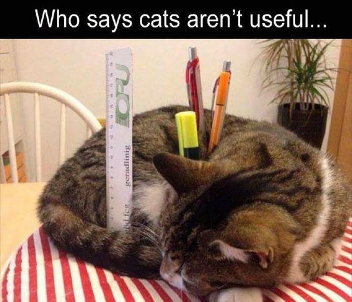 Who Says Cats Aren't Useful?