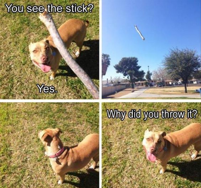 Why Did You Throw The Stick?